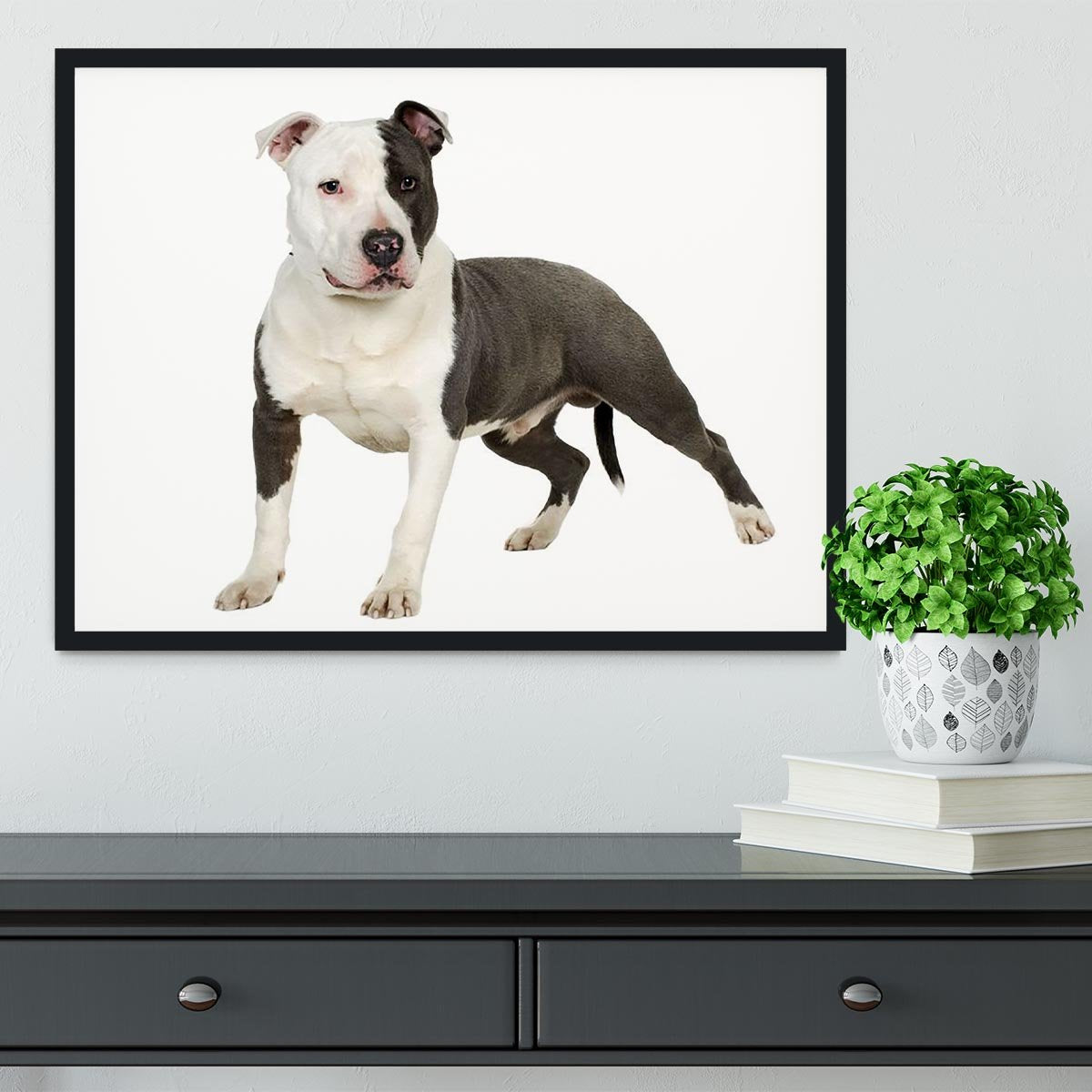American Staffordshire terrier Framed Print - Canvas Art Rocks - 2