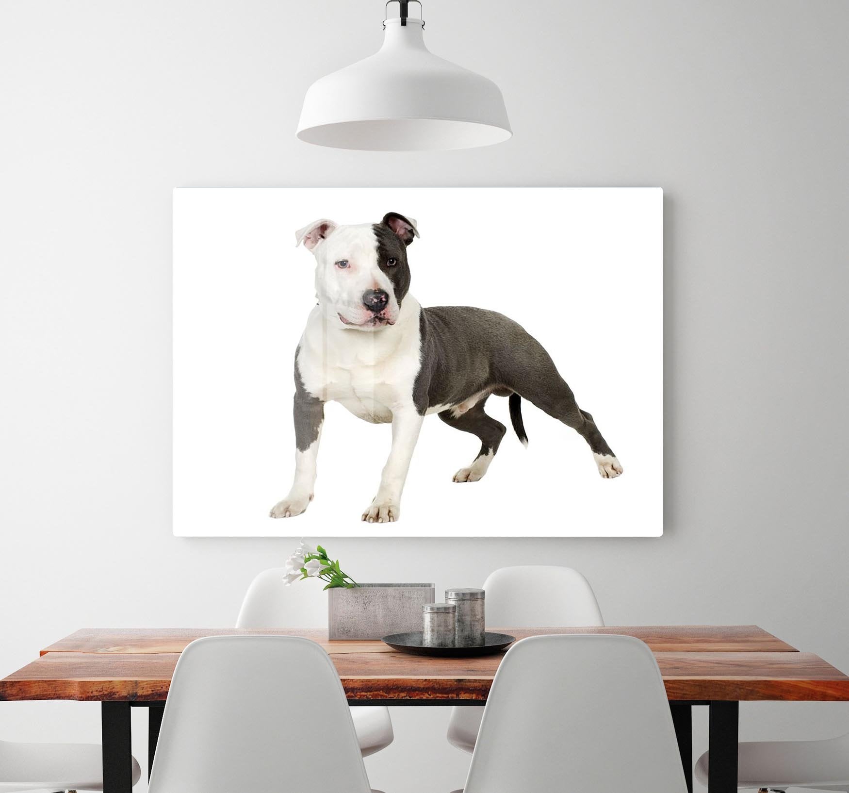 American Staffordshire terrier HD Metal Print - Canvas Art Rocks - 2