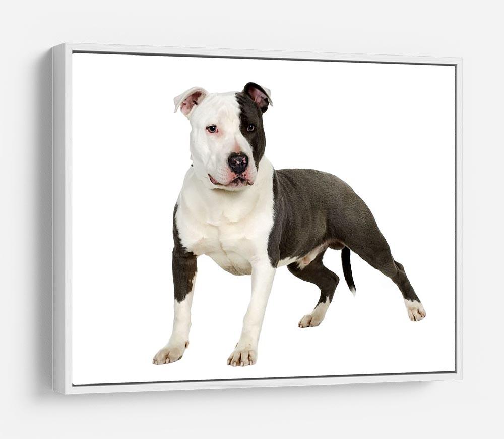 American Staffordshire terrier HD Metal Print - Canvas Art Rocks - 7