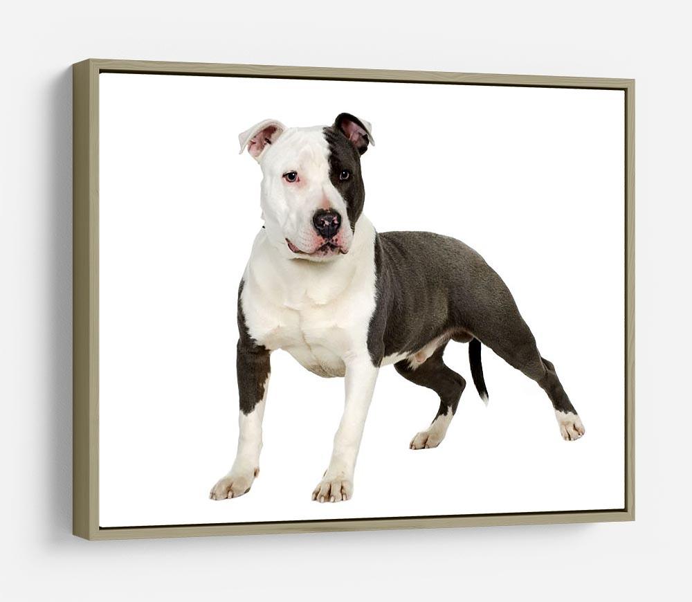 American Staffordshire terrier HD Metal Print - Canvas Art Rocks - 8