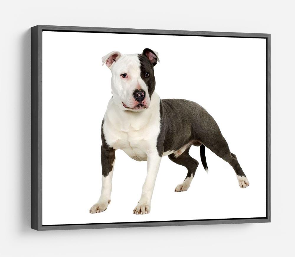 American Staffordshire terrier HD Metal Print - Canvas Art Rocks - 9