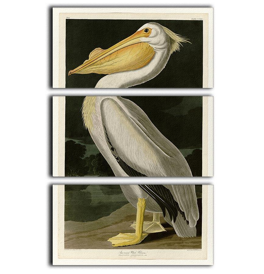 American White Pelican by Audubon 3 Split Panel Canvas Print - Canvas Art Rocks - 1
