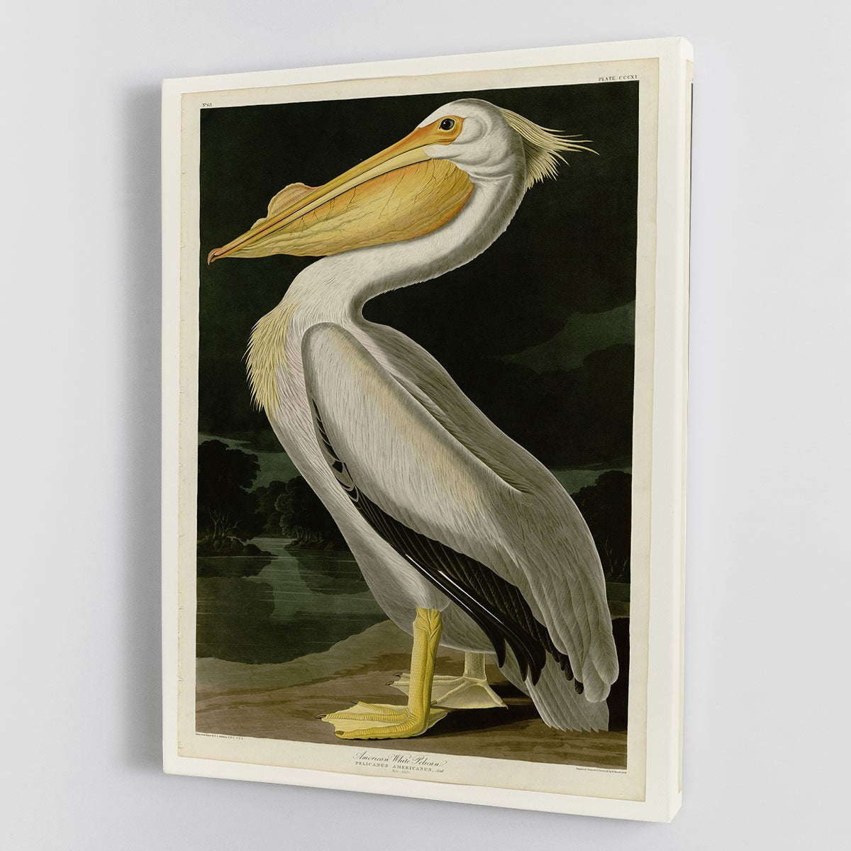 American White Pelican by Audubon Canvas Print or Poster
