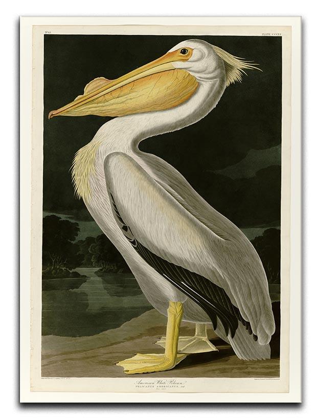 American White Pelican by Audubon Canvas Print or Poster - Canvas Art Rocks - 1