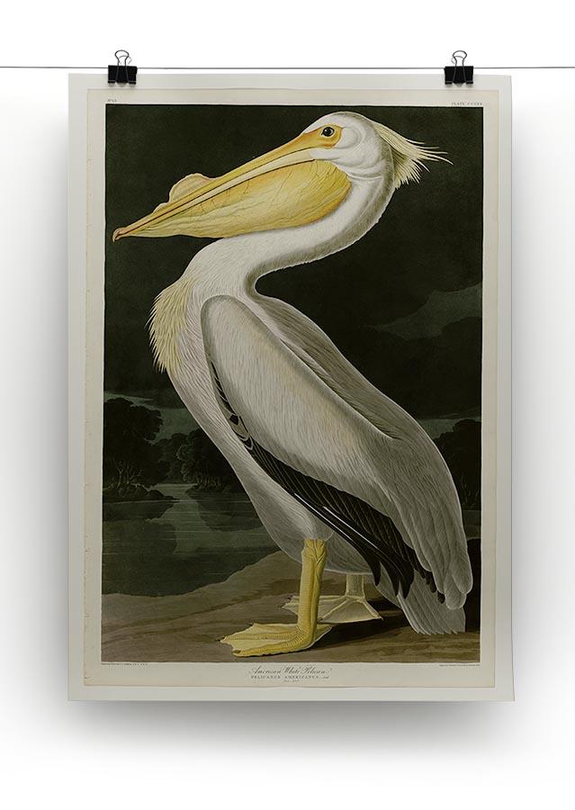 American White Pelican by Audubon Canvas Print or Poster - Canvas Art Rocks - 2
