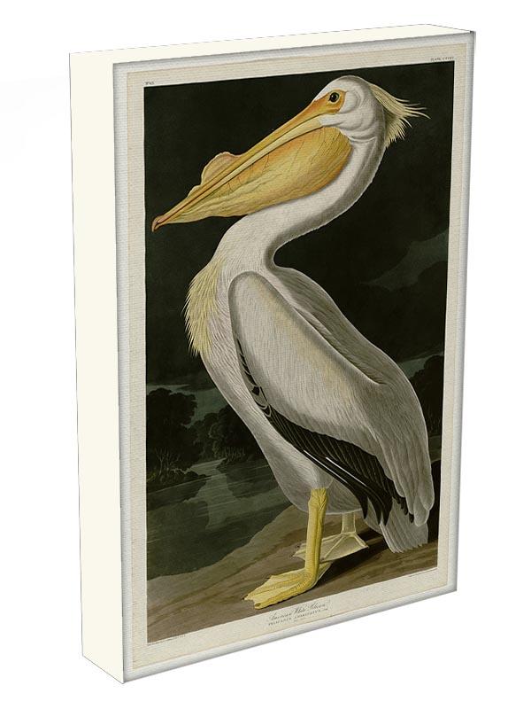 American White Pelican by Audubon Canvas Print or Poster - Canvas Art Rocks - 3