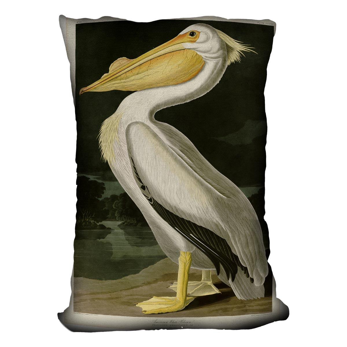 American White Pelican by Audubon Cushion