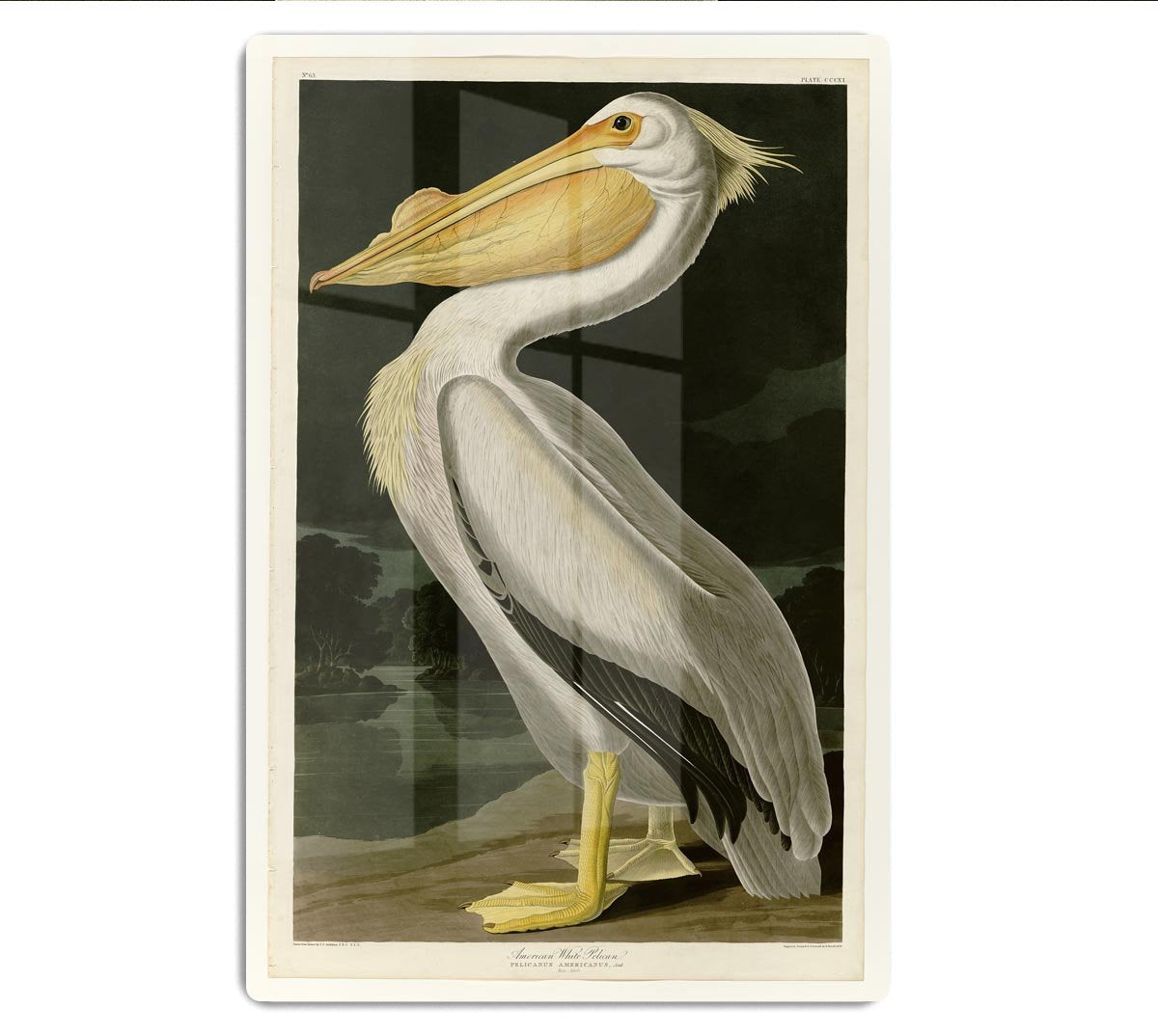 American White Pelican by Audubon HD Metal Print - Canvas Art Rocks - 1