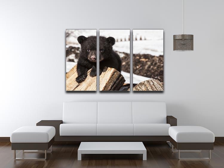 American black bear cub 3 Split Panel Canvas Print - Canvas Art Rocks - 3
