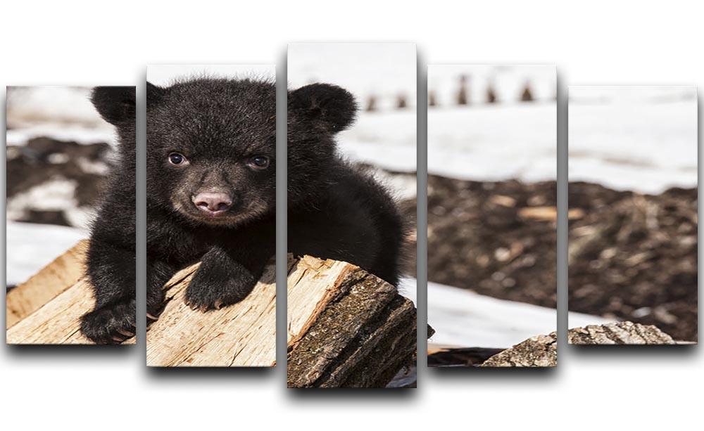 American black bear cub 5 Split Panel Canvas - Canvas Art Rocks - 1