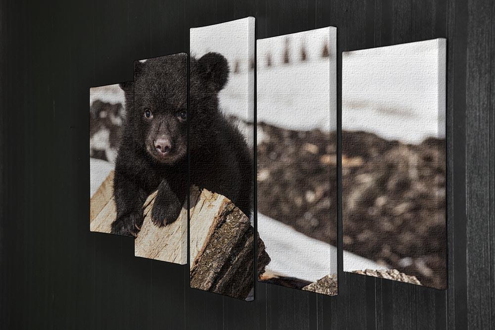 American black bear cub 5 Split Panel Canvas - Canvas Art Rocks - 2