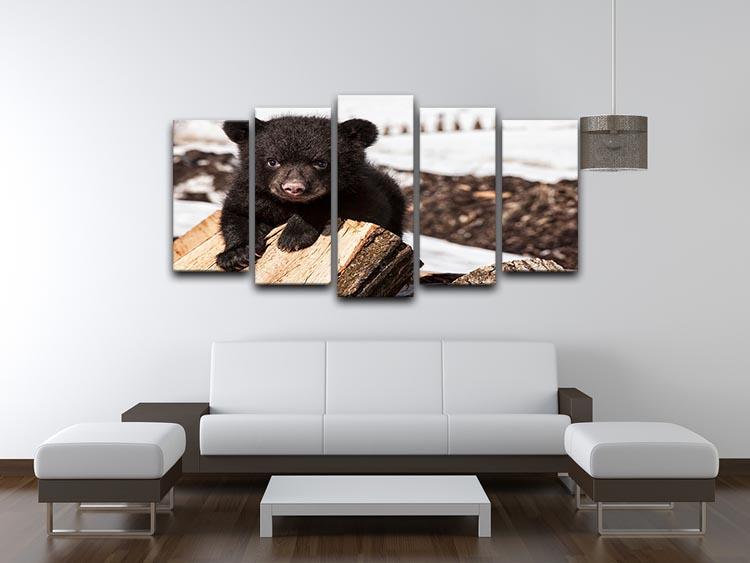 American black bear cub 5 Split Panel Canvas - Canvas Art Rocks - 3