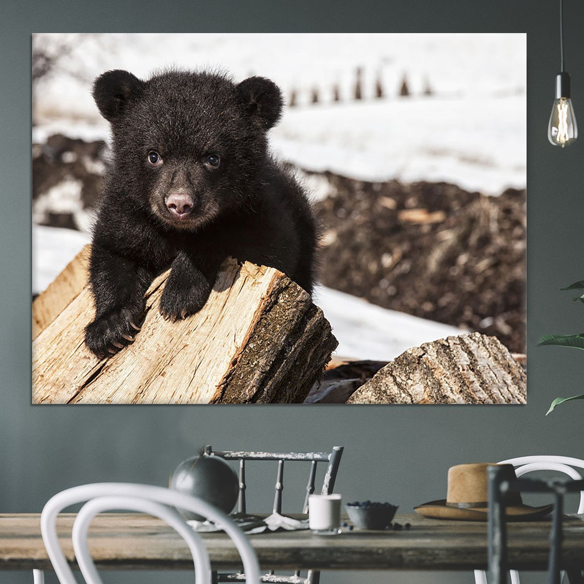 American black bear cub Canvas Print or Poster