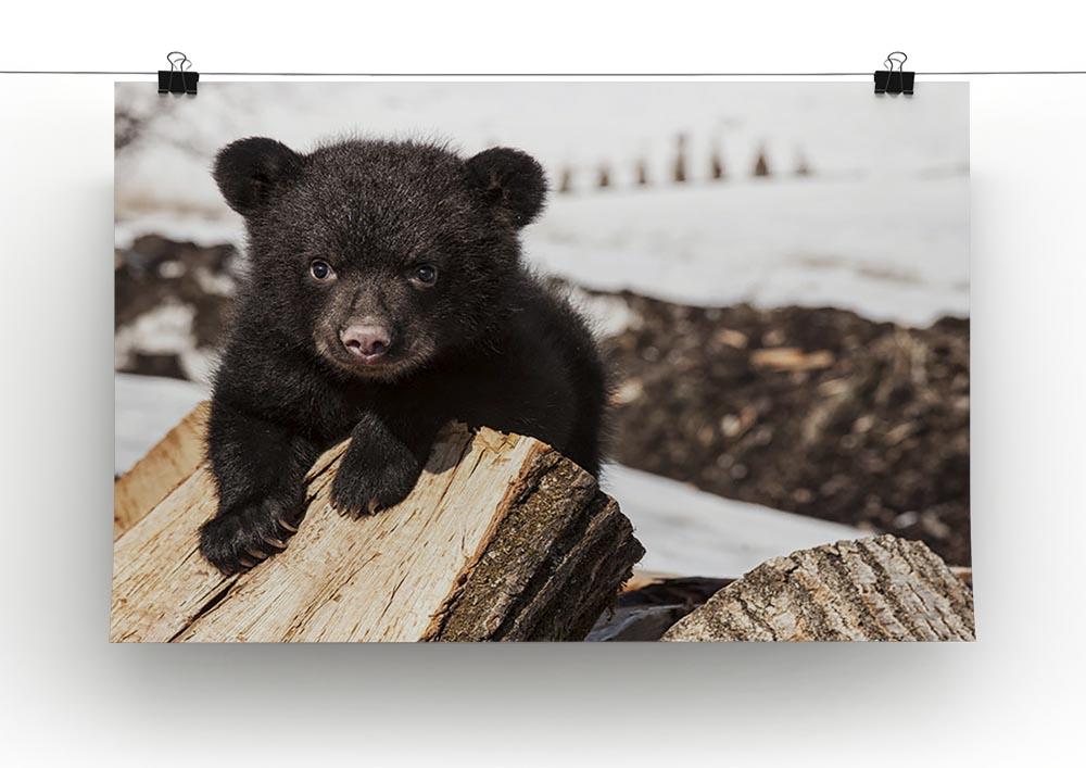 American black bear cub Canvas Print or Poster - Canvas Art Rocks - 2