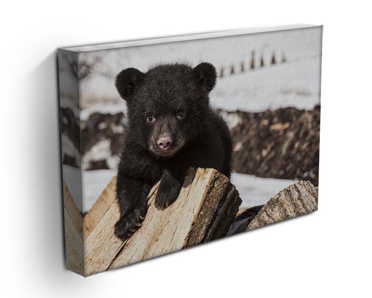 American black bear cub Canvas Print or Poster - Canvas Art Rocks - 3