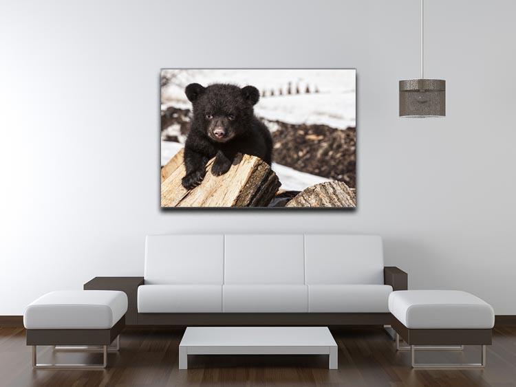 American black bear cub Canvas Print or Poster - Canvas Art Rocks - 4