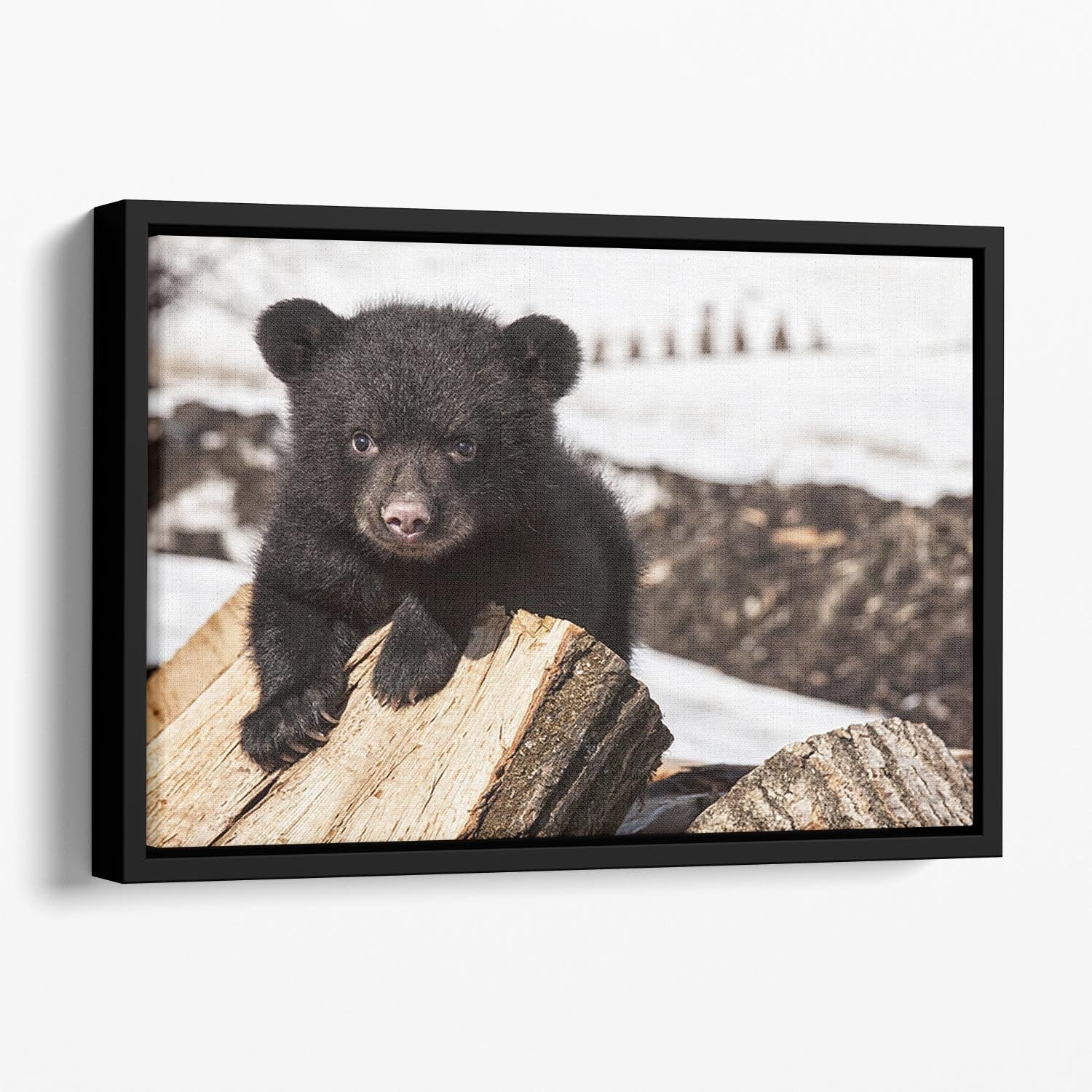American black bear cub Floating Framed Canvas - Canvas Art Rocks - 1