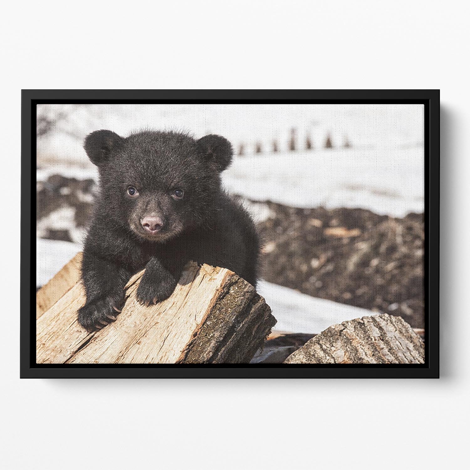 American black bear cub Floating Framed Canvas - Canvas Art Rocks - 2