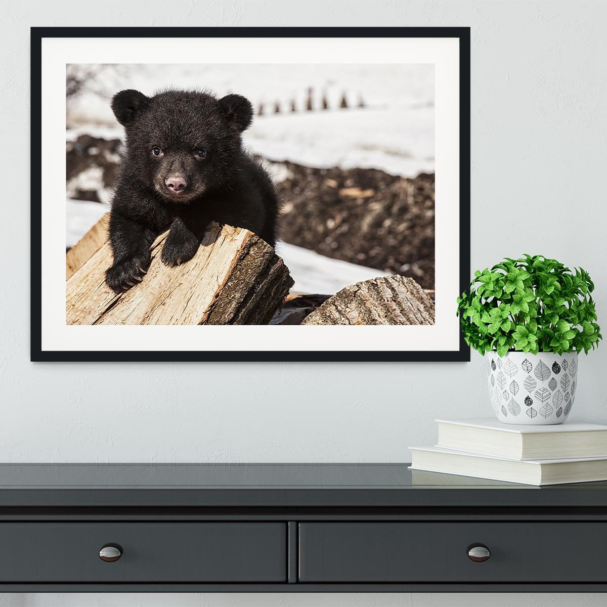 American black bear cub Framed Print - Canvas Art Rocks - 1