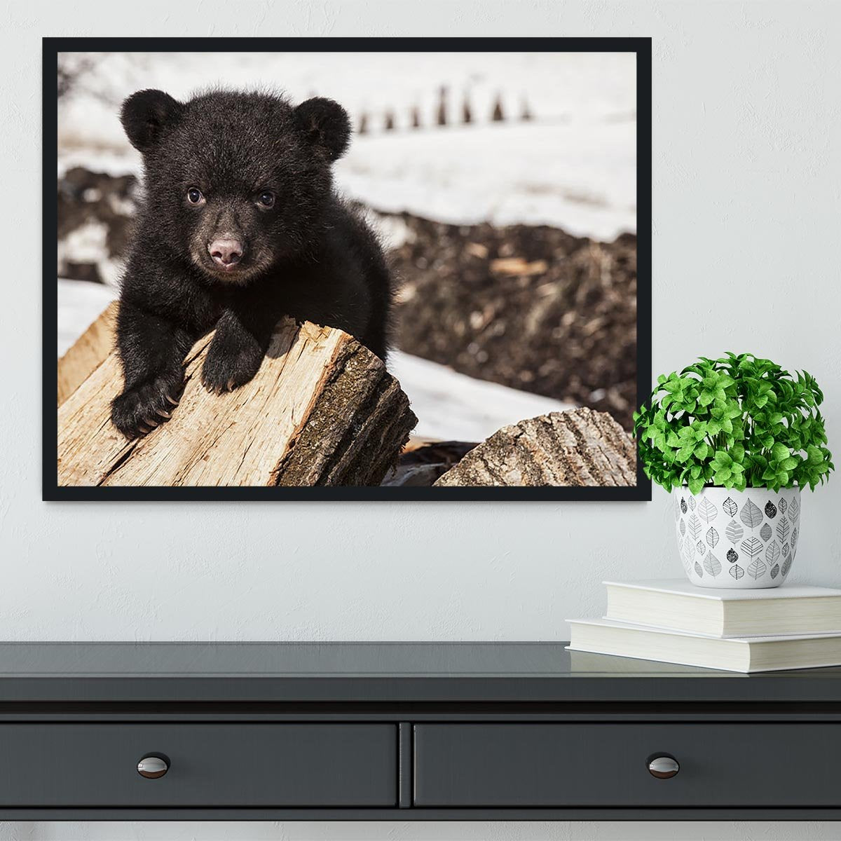 American black bear cub Framed Print - Canvas Art Rocks - 2