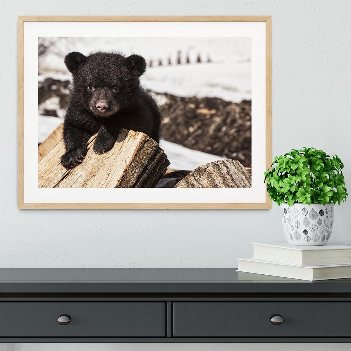 American black bear cub Framed Print - Canvas Art Rocks - 3