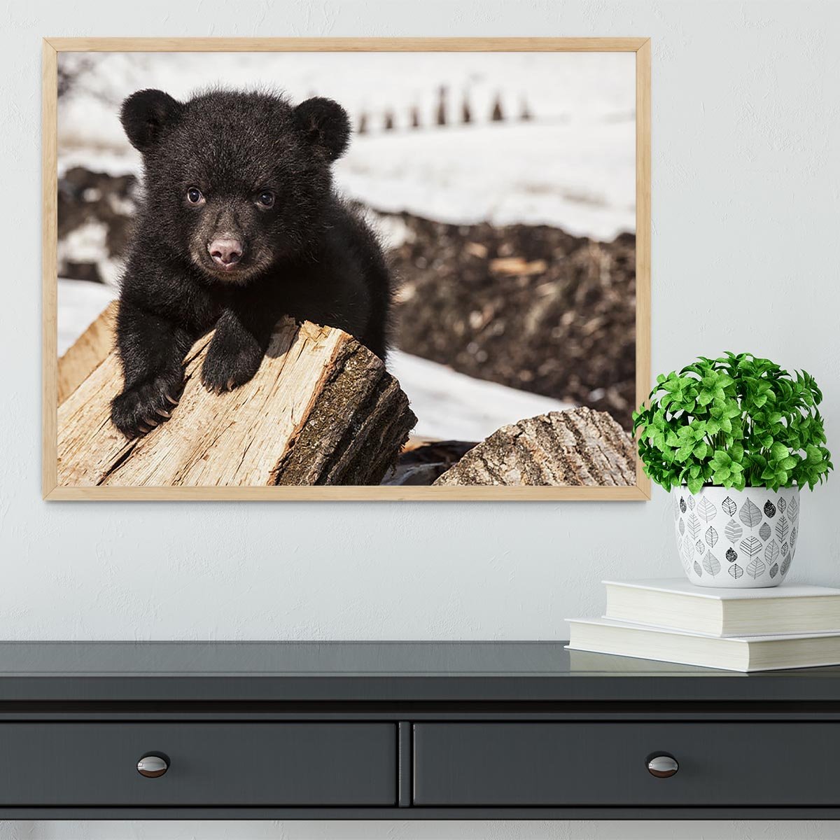 American black bear cub Framed Print - Canvas Art Rocks - 4