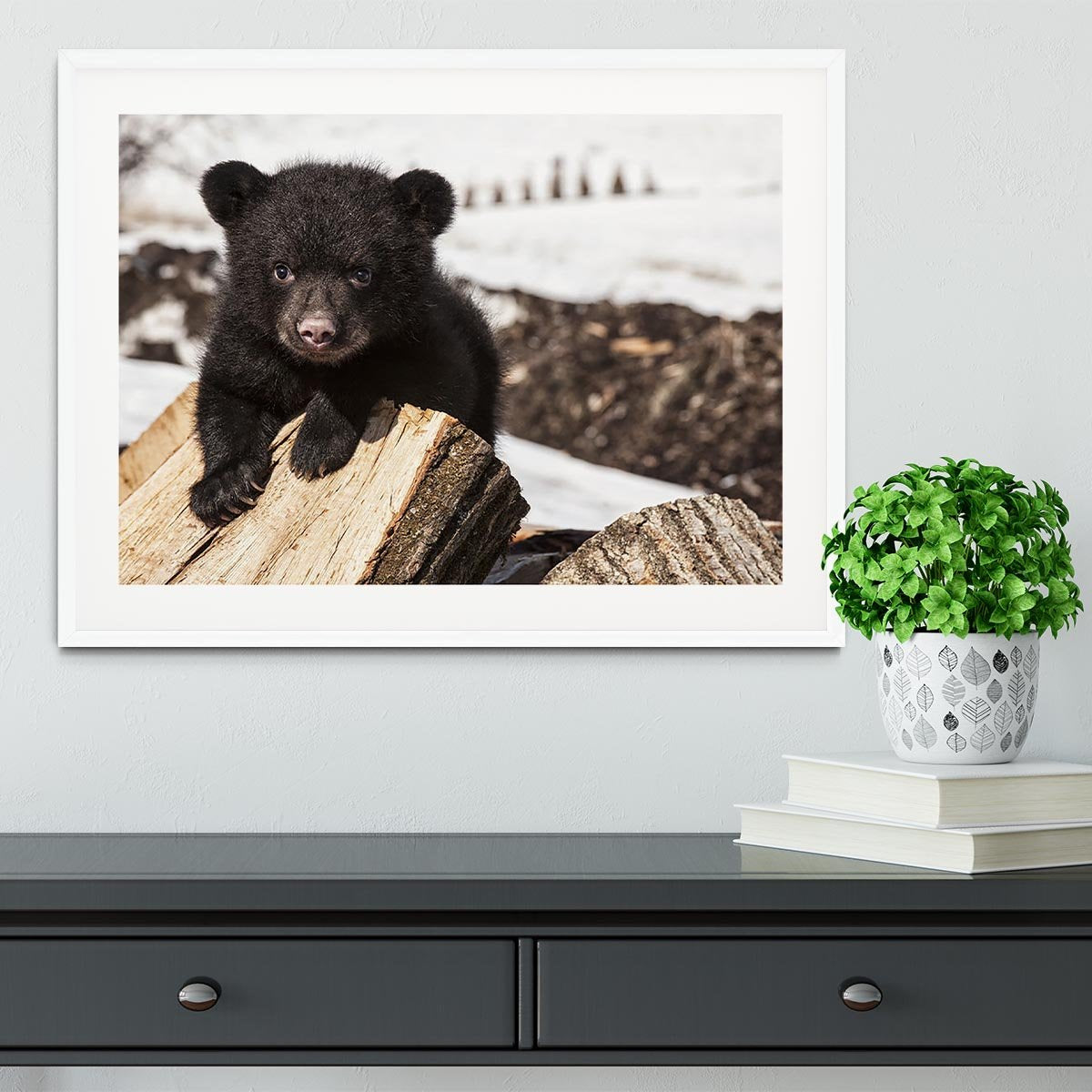 American black bear cub Framed Print - Canvas Art Rocks - 5