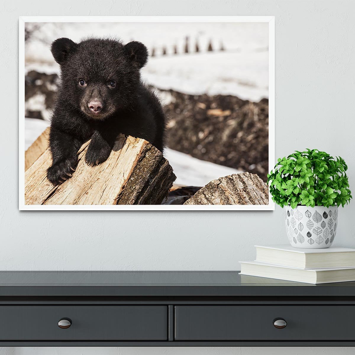 American black bear cub Framed Print - Canvas Art Rocks -6