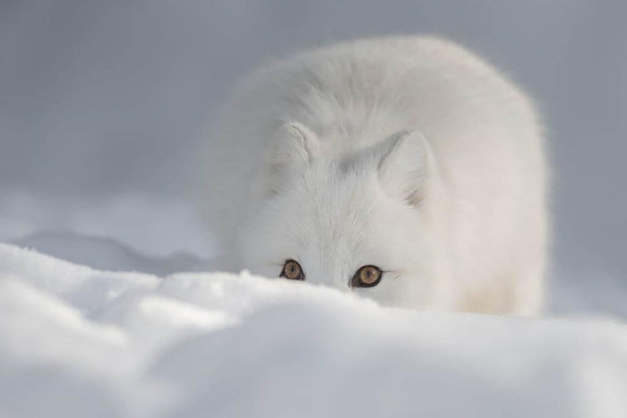 An Arctic Fox peering over a snow drift Wall Mural Wallpaper