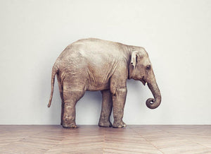 An elephant calm in the room near white wall. Creative concept Wall Mural Wallpaper - Canvas Art Rocks - 1