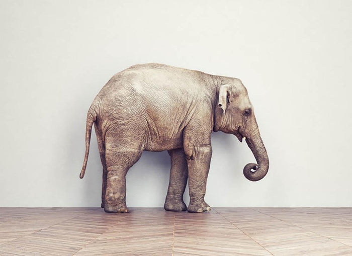 An elephant calm in the room near white wall. Creative concept Wall Mural Wallpaper