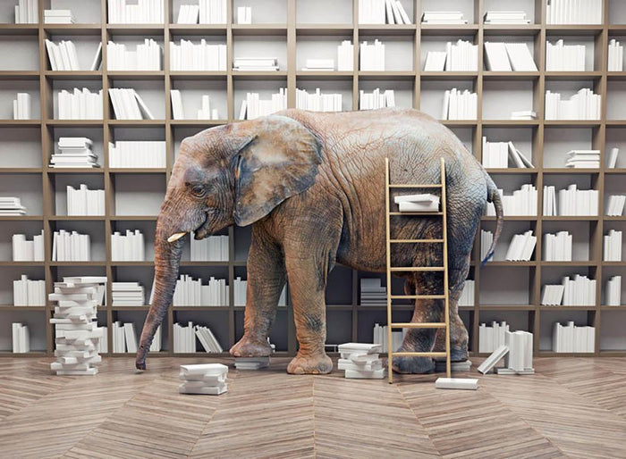 An elephant in the room with book shelves Wall Mural Wallpaper