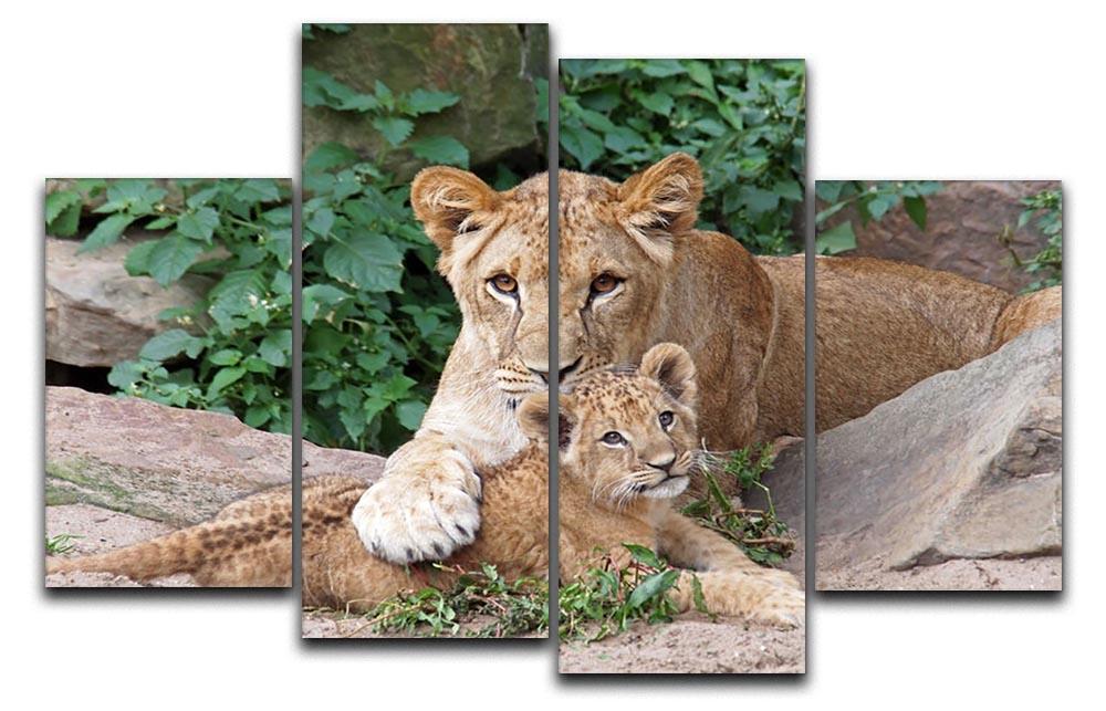 An older lioness is playing with her baby sister 4 Split Panel Canvas - Canvas Art Rocks - 1