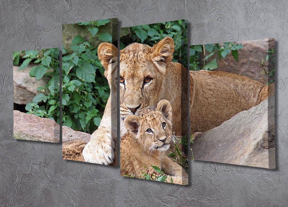 An older lioness is playing with her baby sister 4 Split Panel Canvas - Canvas Art Rocks - 2