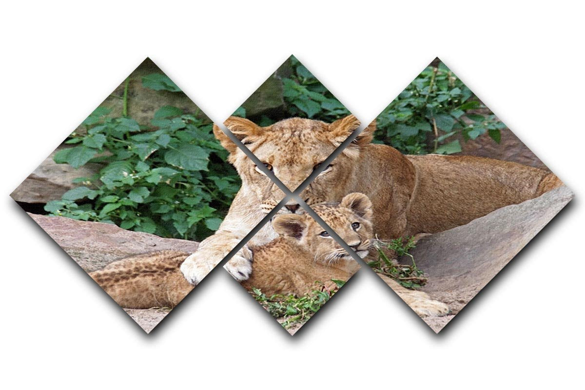 An older lioness is playing with her baby sister 4 Square Multi Panel Canvas - Canvas Art Rocks - 1