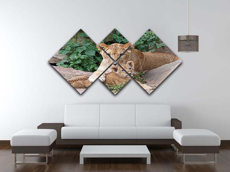 An older lioness is playing with her baby sister 4 Square Multi Panel Canvas - Canvas Art Rocks - 3