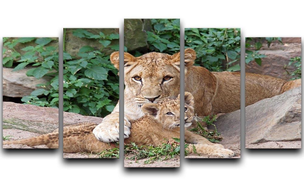 An older lioness is playing with her baby sister 5 Split Panel Canvas - Canvas Art Rocks - 1