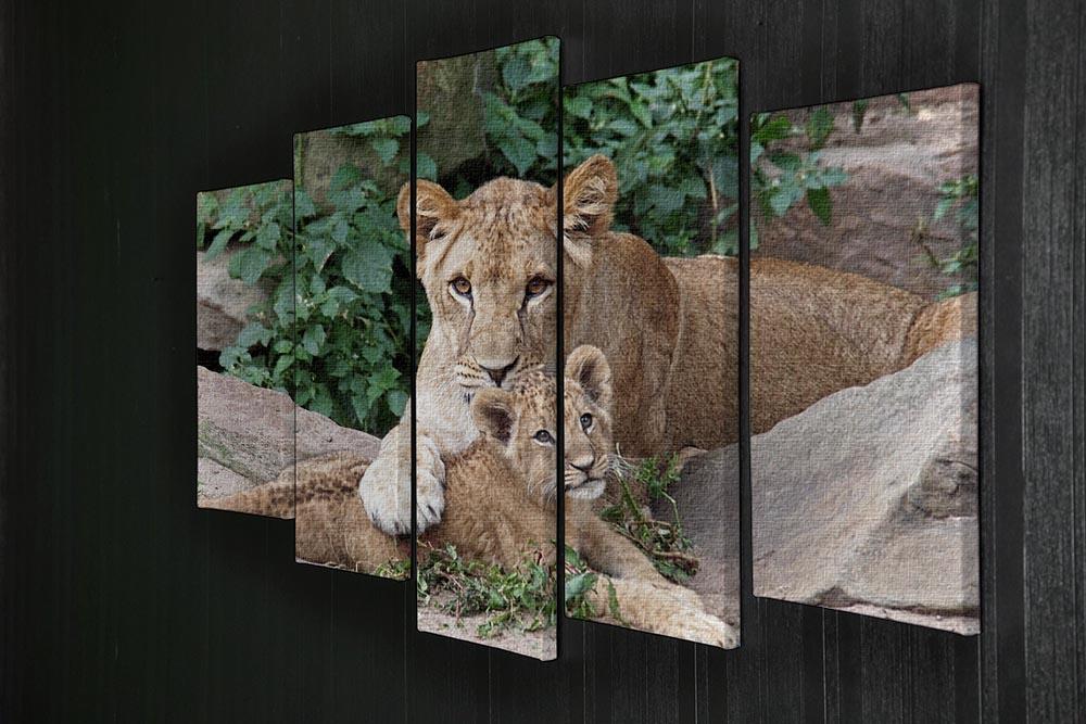 An older lioness is playing with her baby sister 5 Split Panel Canvas - Canvas Art Rocks - 2