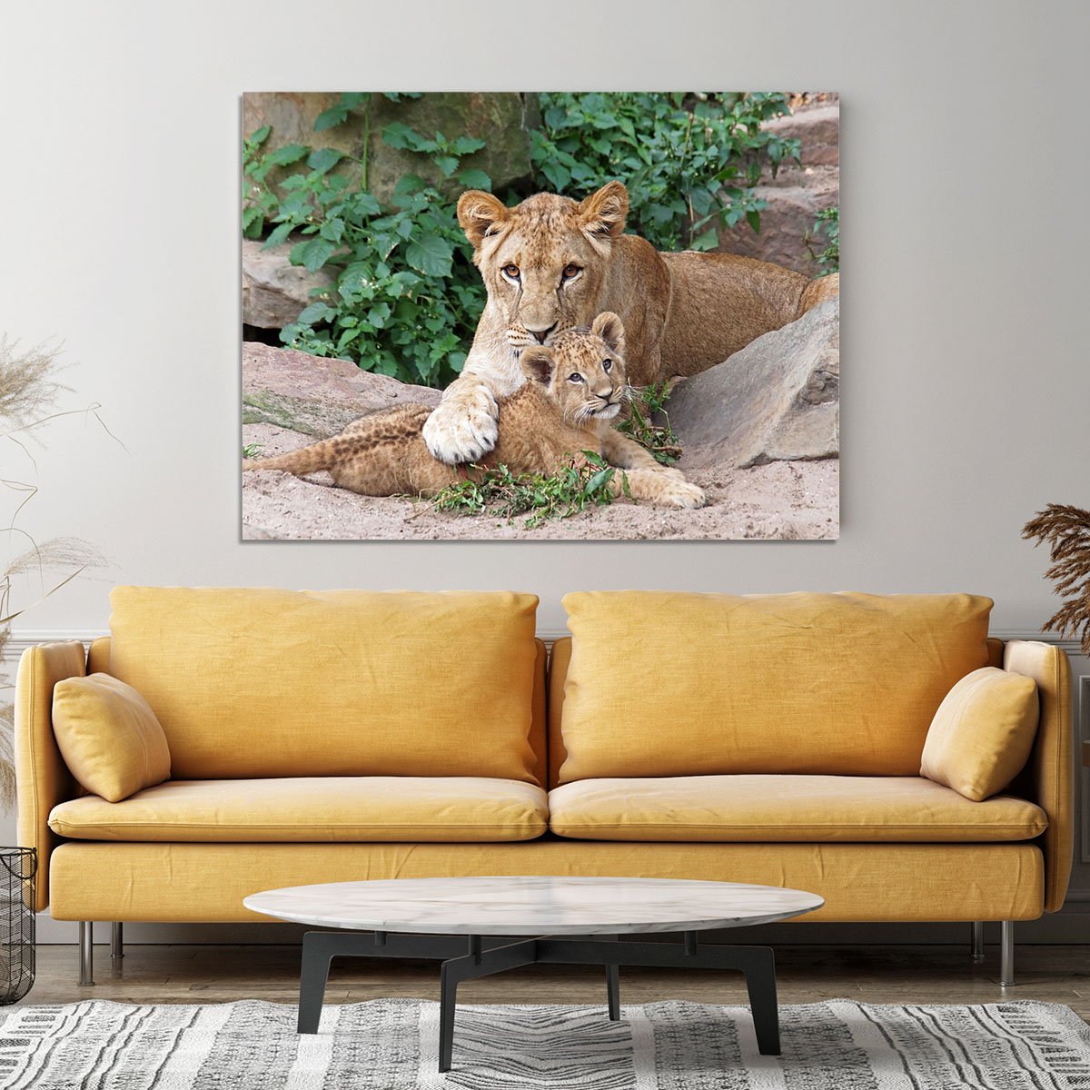 An older lioness is playing with her baby sister Canvas Print or Poster