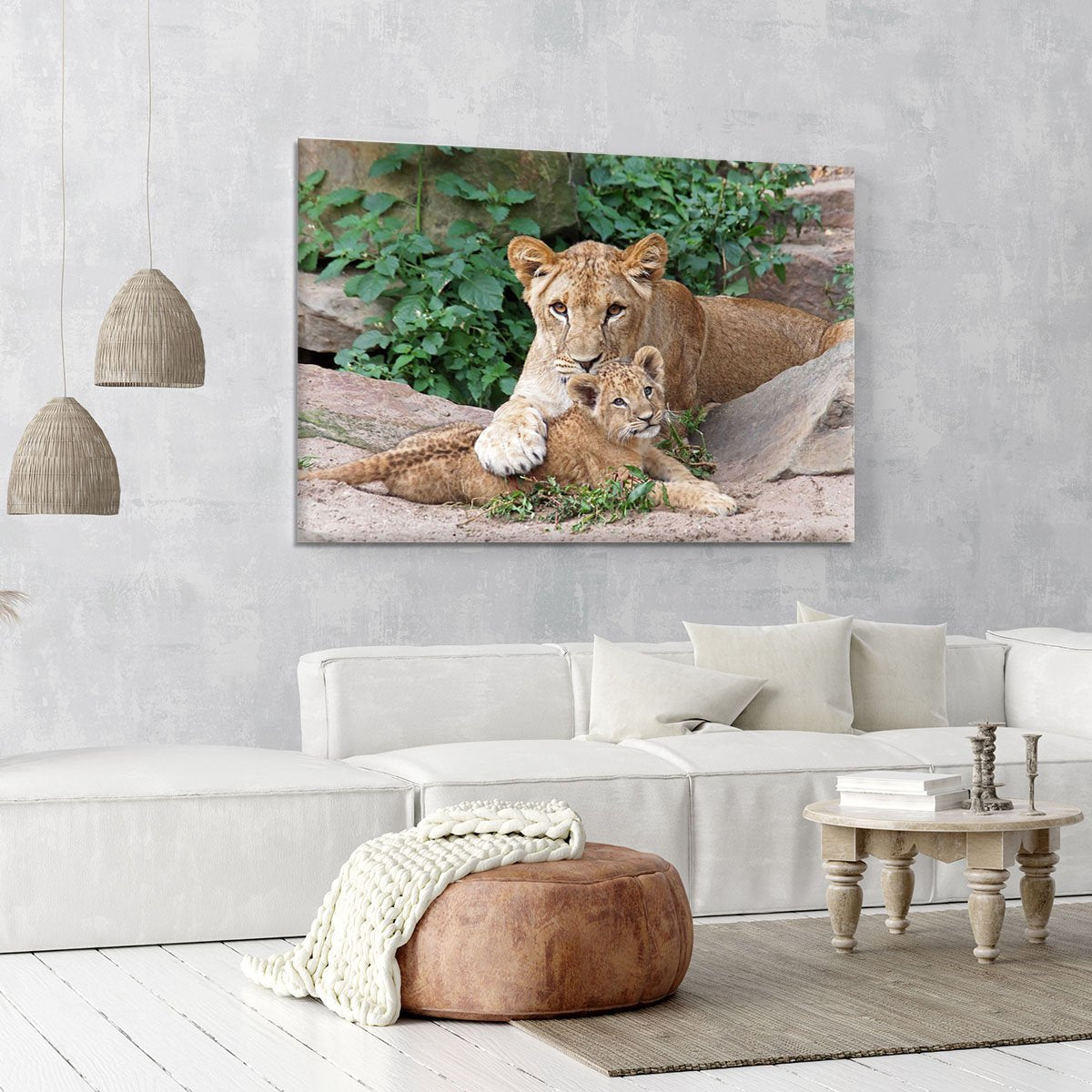 An older lioness is playing with her baby sister Canvas Print or Poster