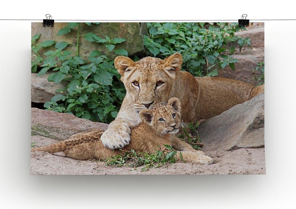 An older lioness is playing with her baby sister Canvas Print or Poster - Canvas Art Rocks - 2
