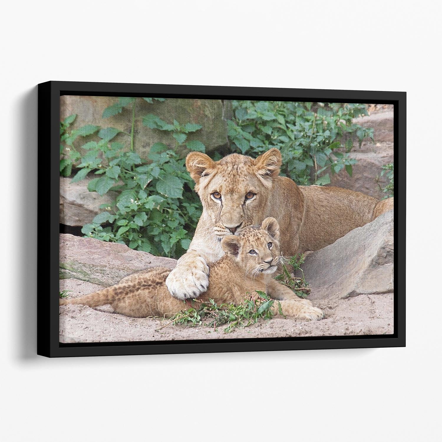 An older lioness is playing with her baby sister Floating Framed Canvas - Canvas Art Rocks - 1