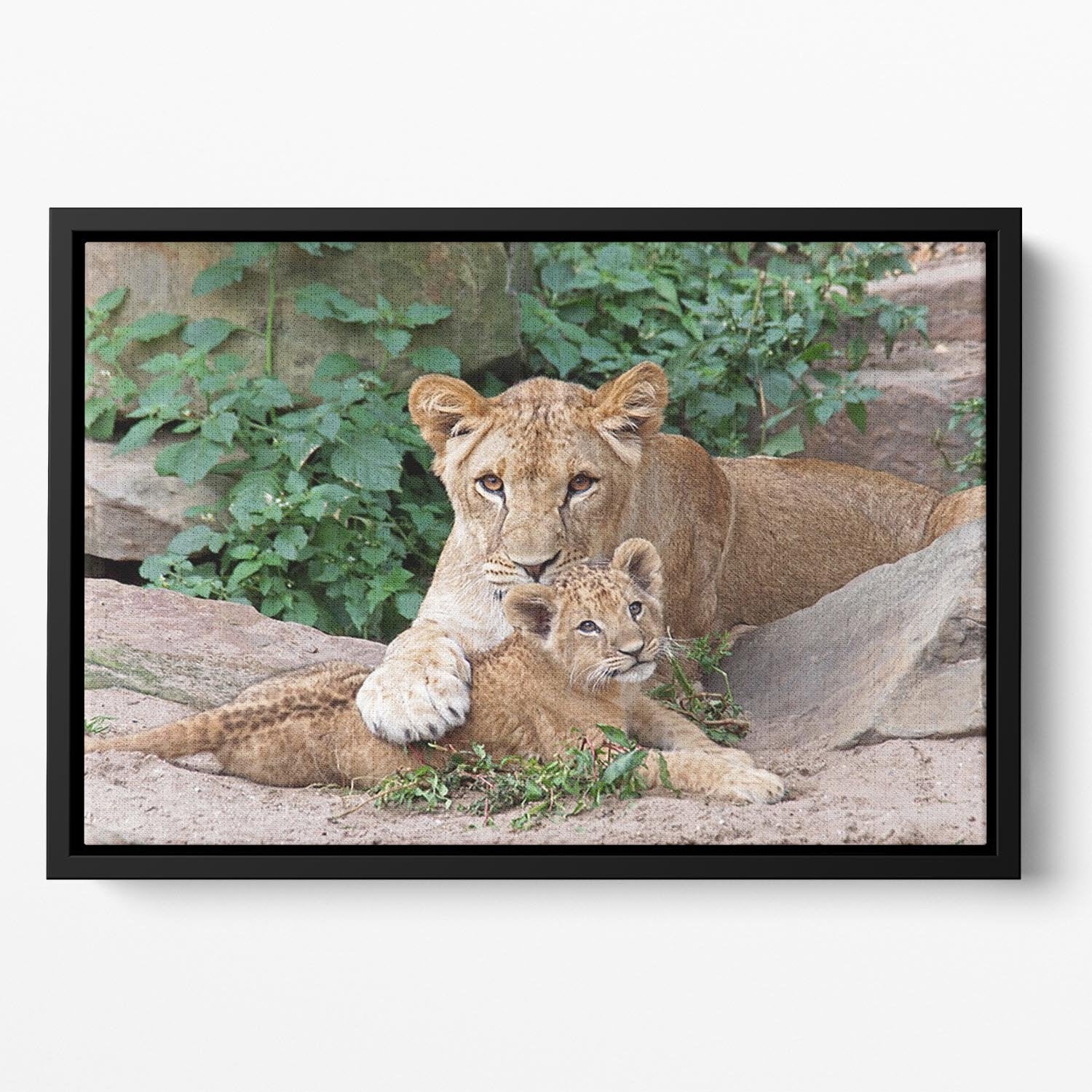 An older lioness is playing with her baby sister Floating Framed Canvas - Canvas Art Rocks - 2