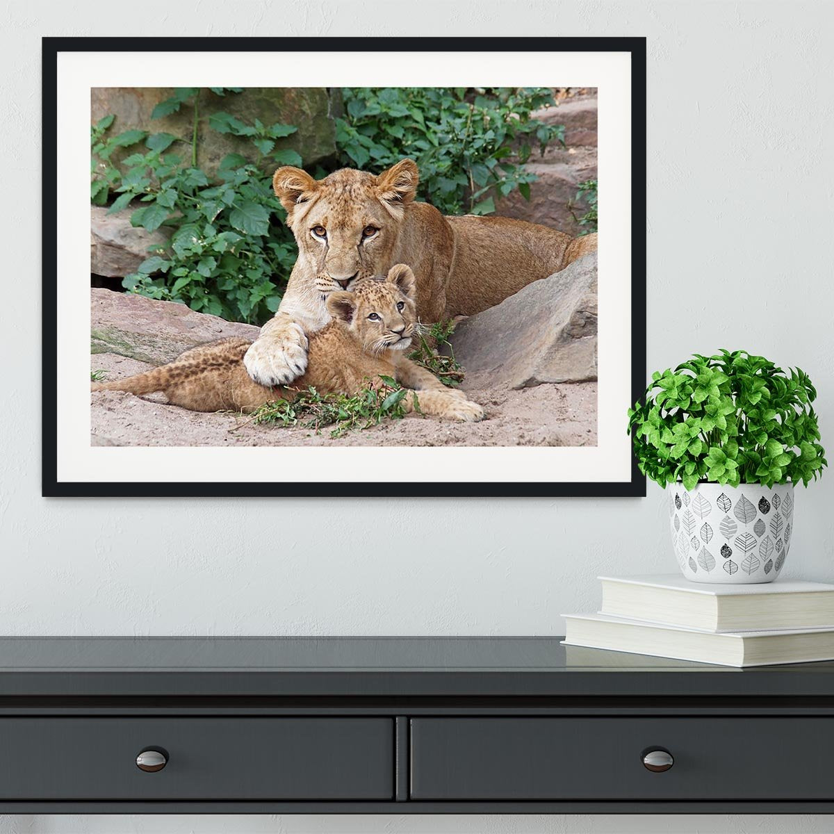 An older lioness is playing with her baby sister Framed Print - Canvas Art Rocks - 1