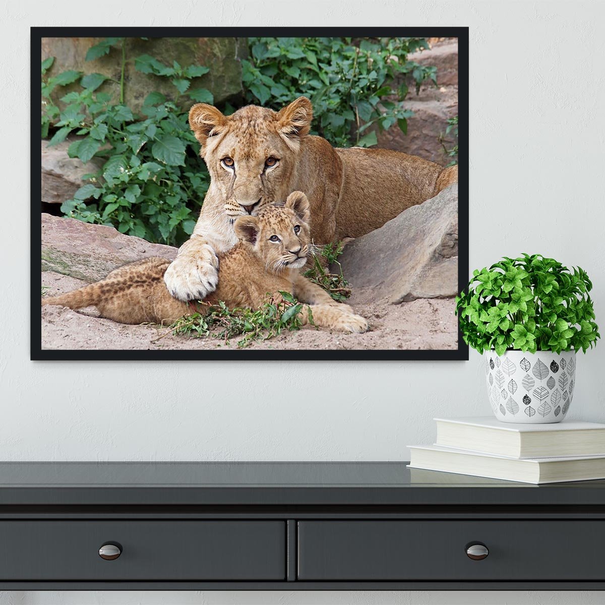 An older lioness is playing with her baby sister Framed Print - Canvas Art Rocks - 2