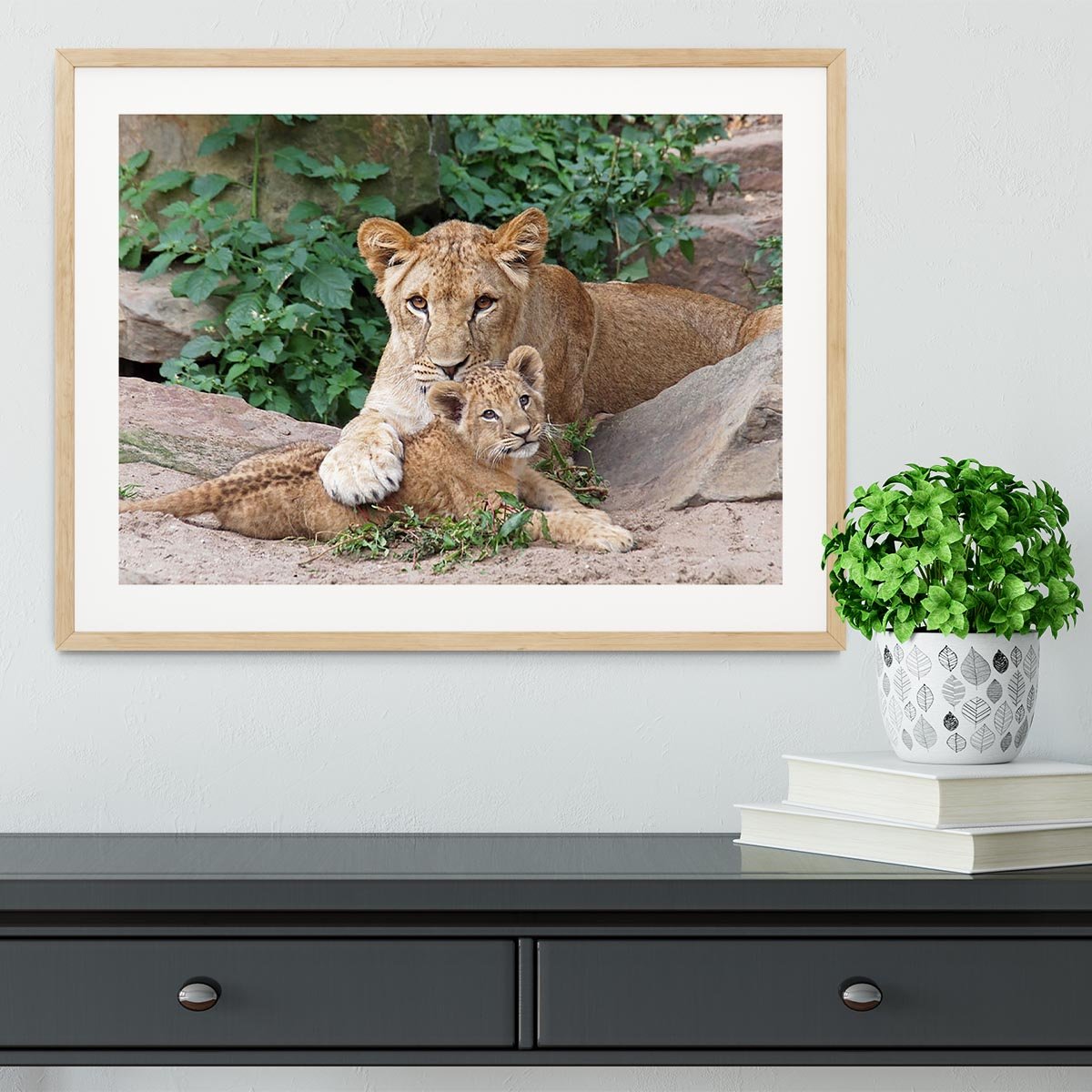 An older lioness is playing with her baby sister Framed Print - Canvas Art Rocks - 3