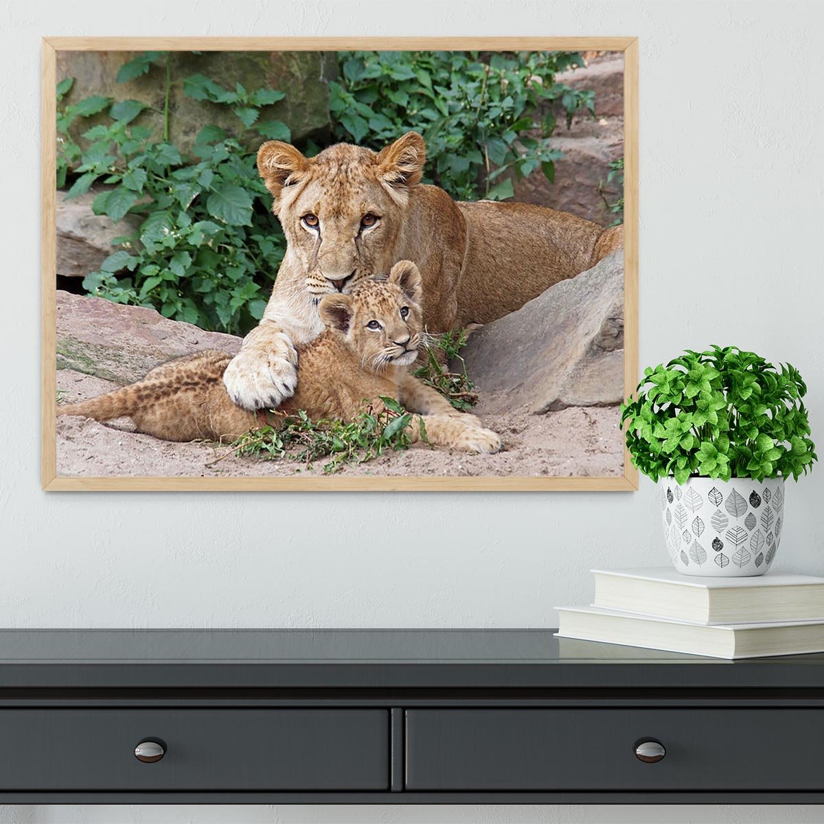 An older lioness is playing with her baby sister Framed Print - Canvas Art Rocks - 4