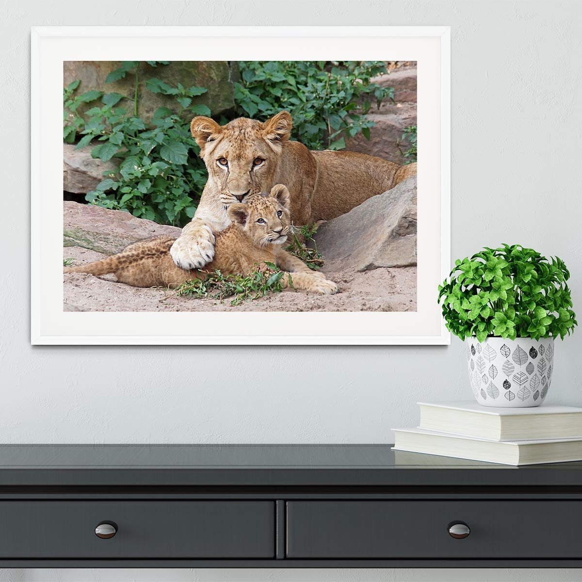 An older lioness is playing with her baby sister Framed Print - Canvas Art Rocks - 5