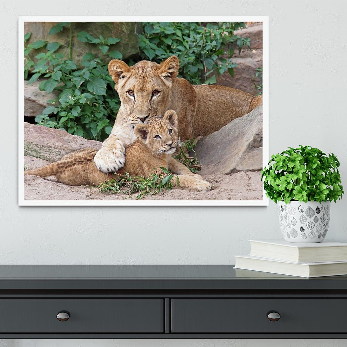 An older lioness is playing with her baby sister Framed Print - Canvas Art Rocks -6
