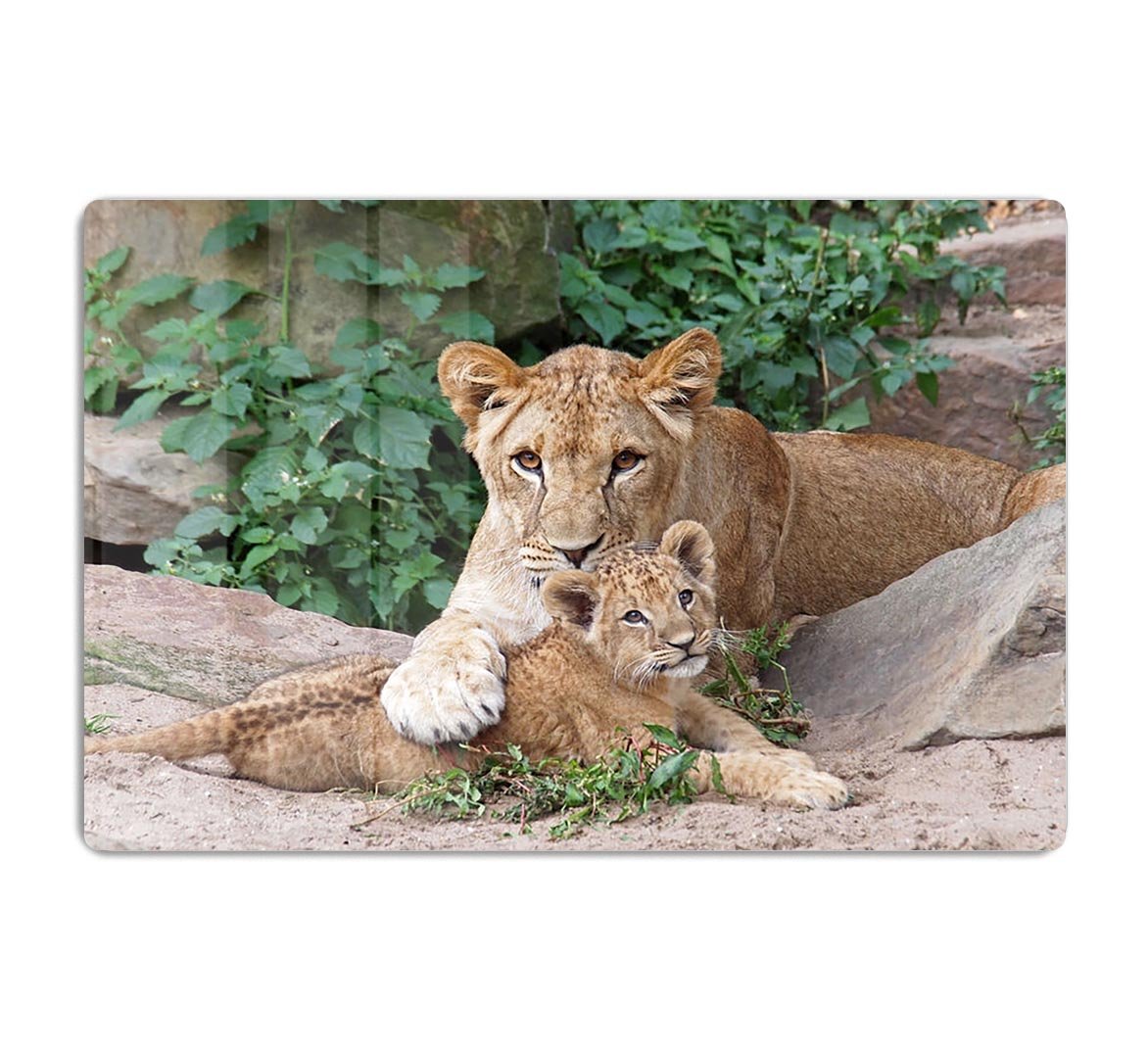 An older lioness is playing with her baby sister HD Metal Print - Canvas Art Rocks - 1